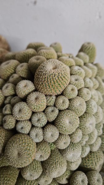 Epithelantha-pachyrhiza-SB325